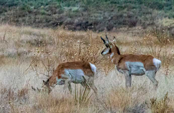 Prescott Valley antelope